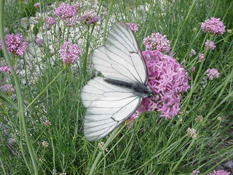 Les papillons 122440MVC_643F_Le_gaze_Aporia_crataegi