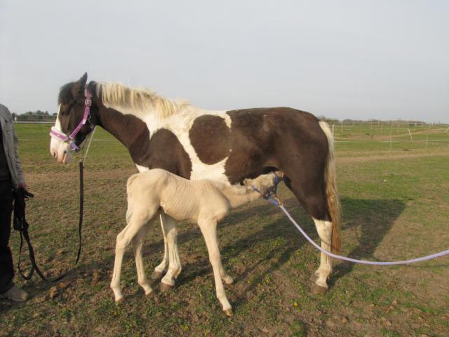 Atento d'Eden (Barbe x Race Crème) 141243Attento_052