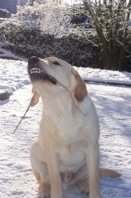 Résultat du concours photos "Les grimaces de nos chiens"... 142458Atos_032006_004