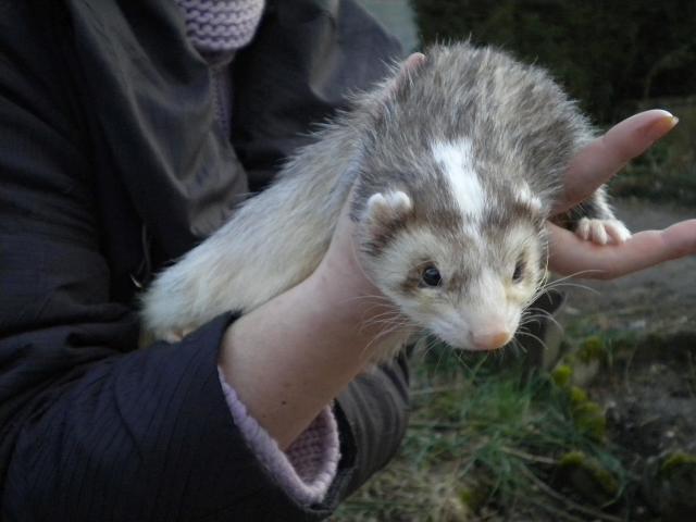 [Asso FDLO]Chili, femelle am panda et son frre Egon, mle zibeline Badger - 33 [Adoptables] 143408DSCN1060