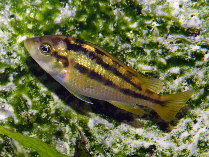 Haplochromis sauvagei Makobe 145521P2256289