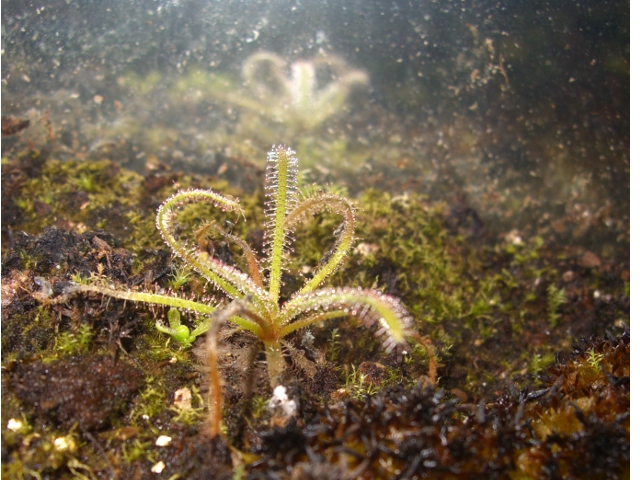 Drosera alba. 166178Dalba