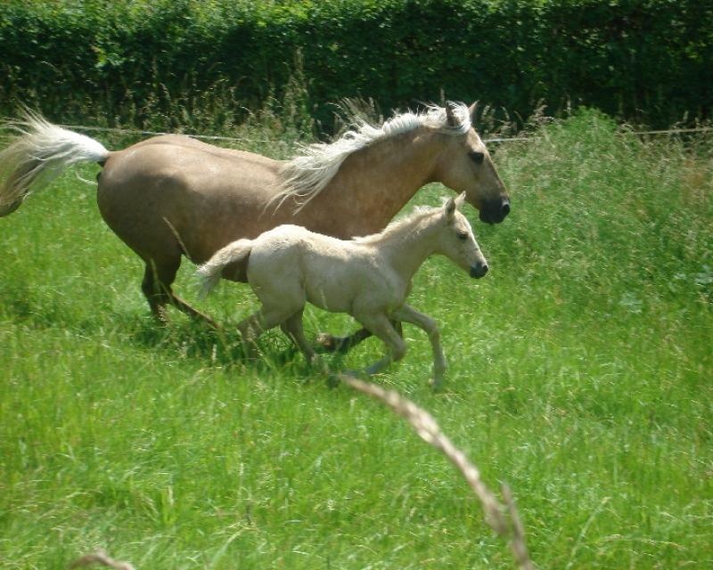 POULICHE PALOMINO IBERIQUE PP CS (Tarif préférentiel avant sevrage) 185924Vaidosa1