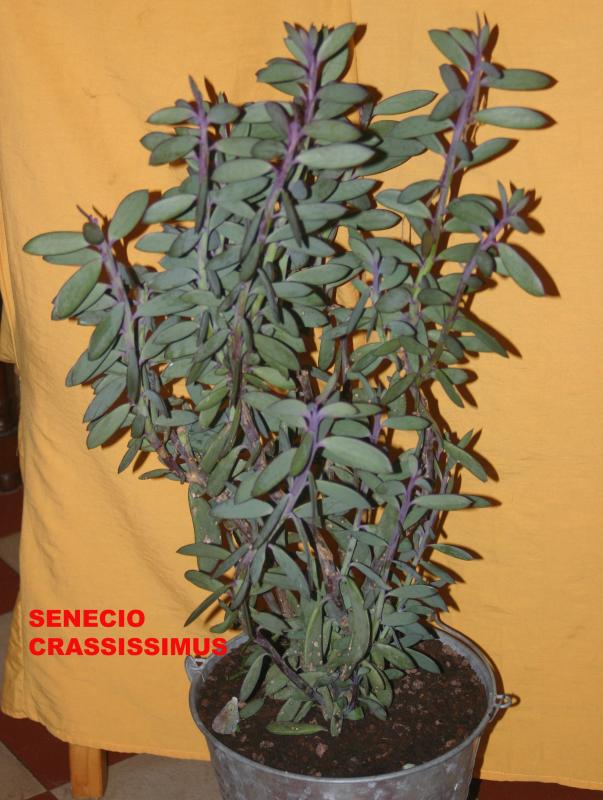  identifier [Senecio crassissimus] 215450SENECIO_CRASSISSIMUS