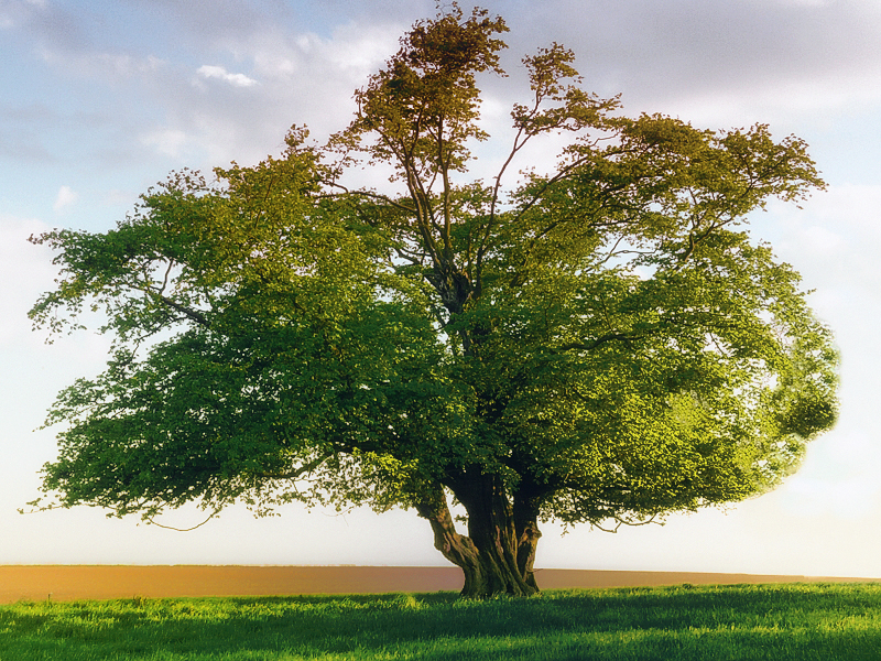 il me faudrait 2179ARBRE4