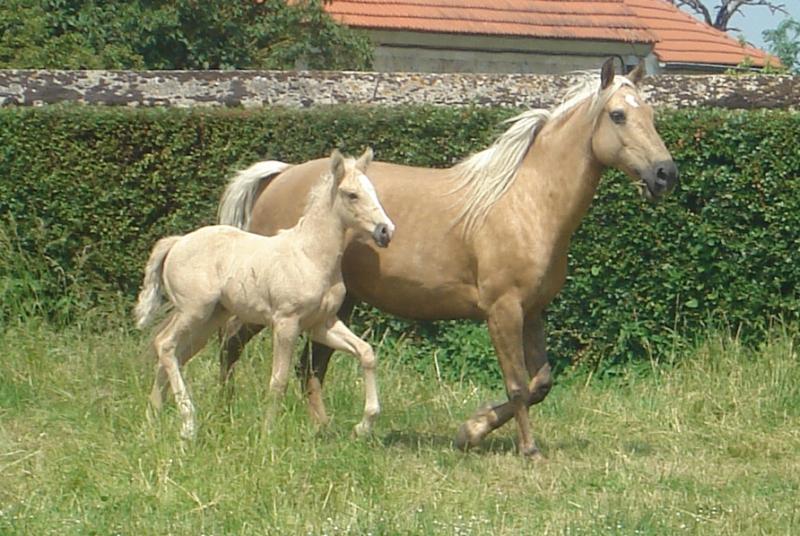 POULICHE PALOMINO IBERIQUE PP CS (Tarif préférentiel avant sevrage) 221988vaidosa6