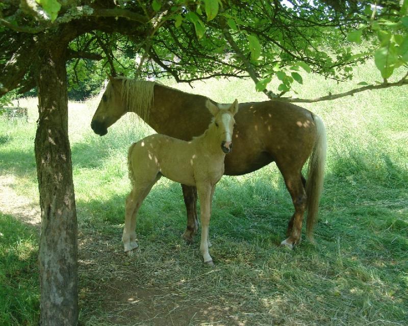 POULICHE PALOMINO IBERIQUE PP CS (Tarif préférentiel avant sevrage) 244759Vaidosa3