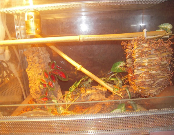 Le terrarium de Mon Dasypeltis atra!!! 248385terra_serpen_2