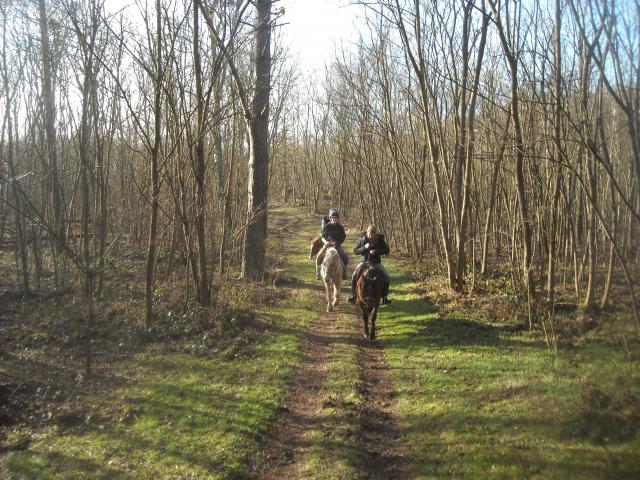 Balade de 2h - Milly la Forêt - Chapeau de Napoléon 248787DSCN9498