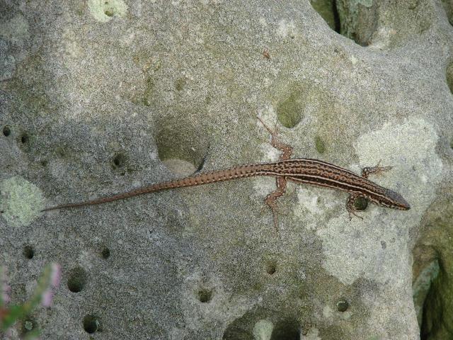 Lézards français 254486photos_508