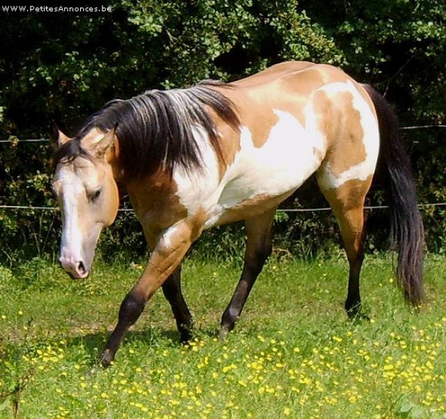 Quelle robe ?  - Page 4 262134Tarzan_Tuxedo_paint_horse_buckskin_overo