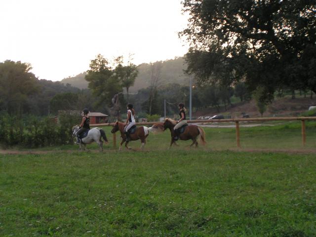 Galop 4 sur shets ! - Page 2 268399Cours_shetlands_186