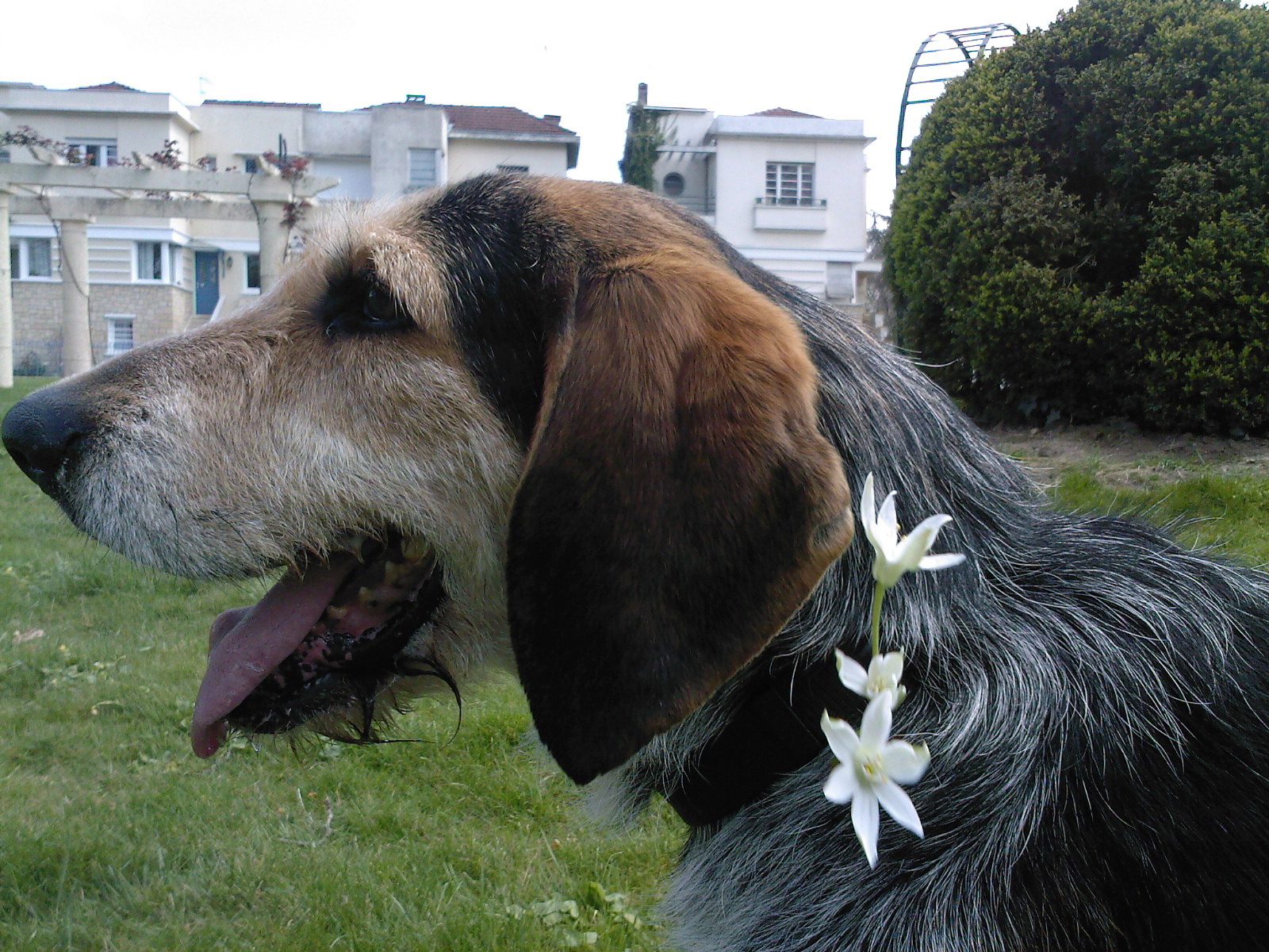 Caesar, croisé Griffon, bleu de Gascogne, 3 ans, Tabanac - Page 2 268554SP_A0211