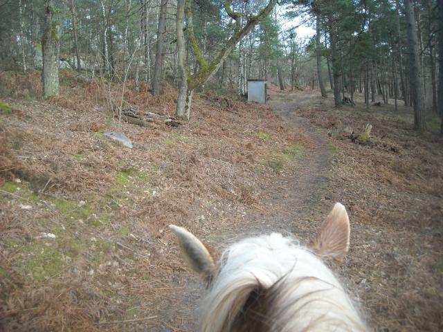 Balade de 2h - Milly la Forêt - Chapeau de Napoléon 339444DSCN9511