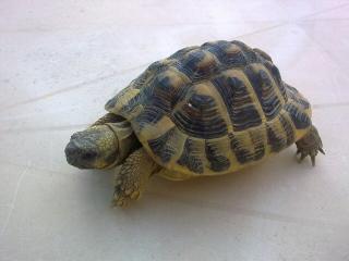 aidez moi a identifier mes tortues 34646624042009045_1_