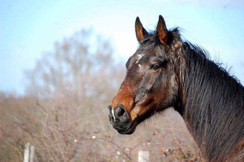 Quimperle du Noyer et Babeth (2010) 363436DSC_0316