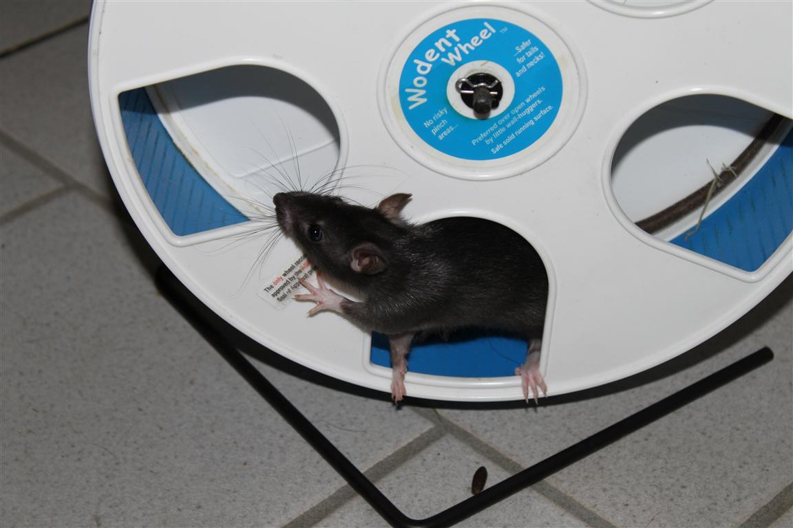 [Adoptés] Haribo et Arlequin, rats males, Refuge FREE(77) 386581IMG_6273__Medium___Medium_