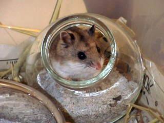 Hamster russe 3941973