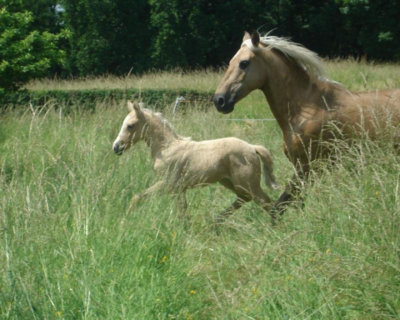 POULICHE PALOMINO IBERIQUE PP CS (Tarif préférentiel avant sevrage) 408577Vaidosa2