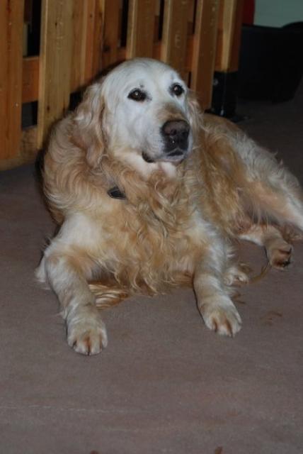 FOULY (Golden retriever) - Page 8 458412n673333820_1467270_5336154