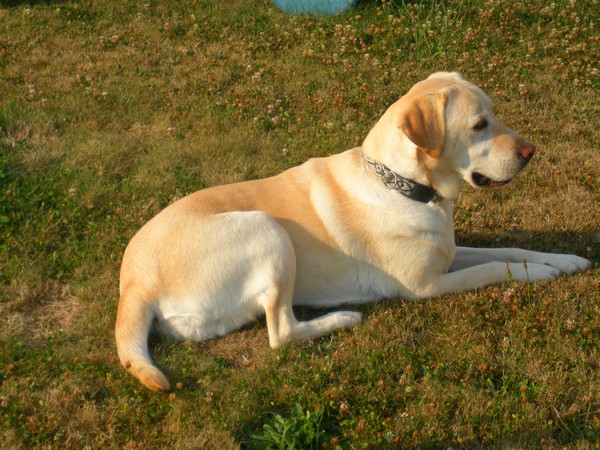 Tipsy. Un labrador sablé =P 478349Tipsy._03