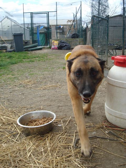 Voyou berger belge/malinois identifier: 250269600271487 481188voyou1