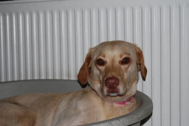 BESSIE (type labrador) - Page 6 488260n673333820_1467317_5091863