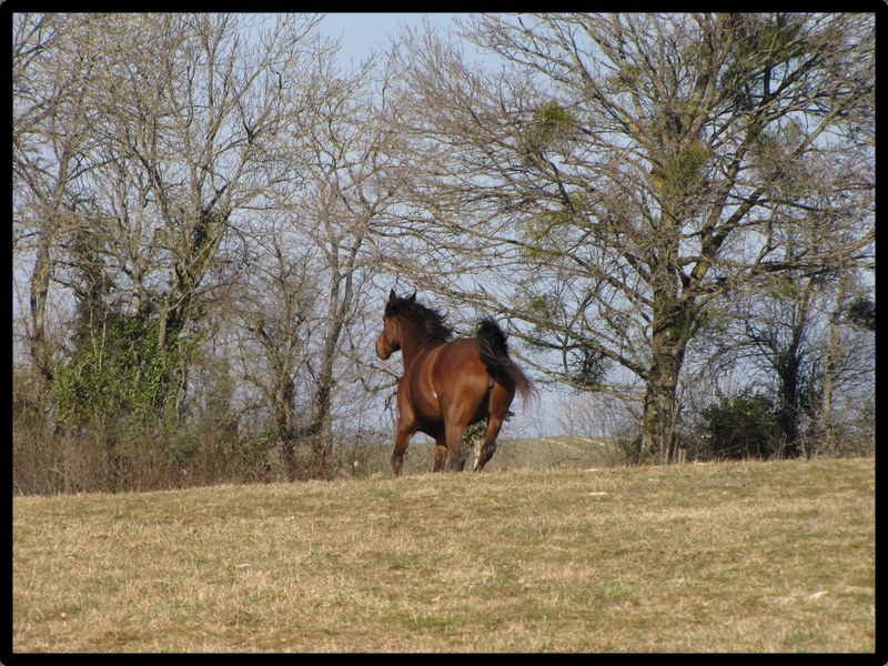 Photo - Test Bridge Canon SX10is 494440Izane_galop_zoom_maxi