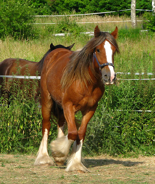 Cameron, douce juju alezane aux Chevaux de Tan 503594IMG_4589