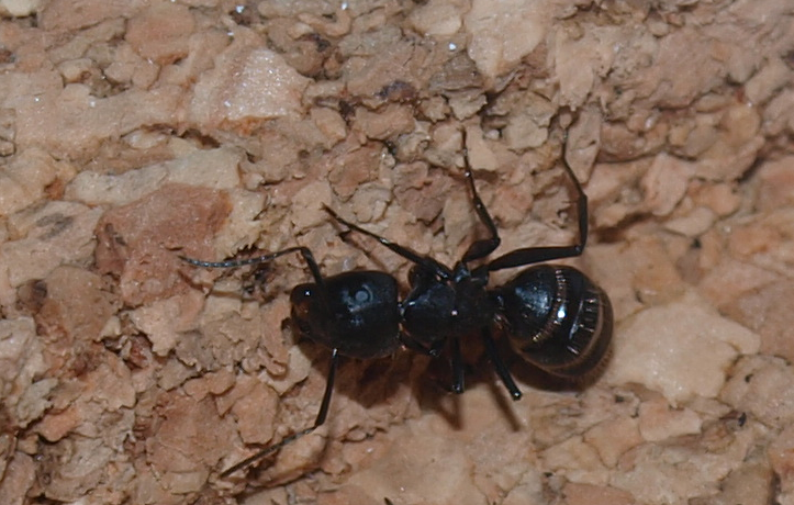 Camponotus vagus 518653camp3