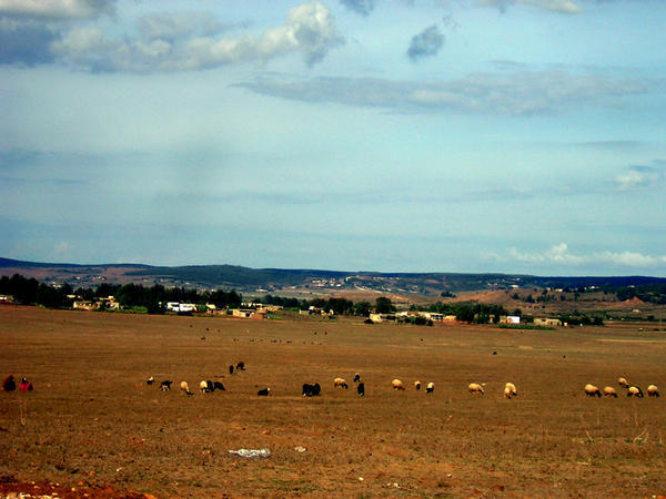 la beauté de la Tunisie 536991nord_vue_campagne_20