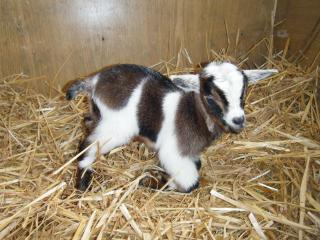 Boule & Neige et Chocolat & Vanille et Elise !! =) 562387DSCF1494