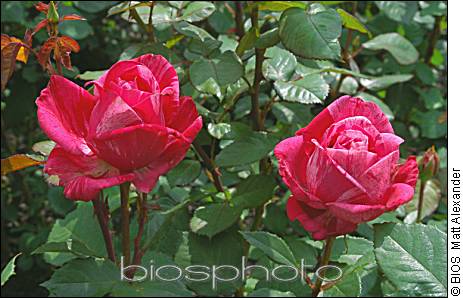 La rose Brigitte Bardot 58806Biosphoto_4721_Screen