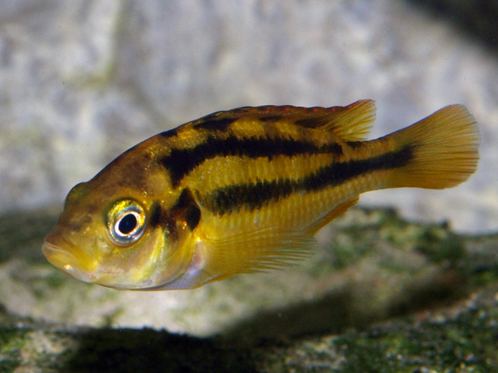 Haplochromis sauvagei Makobe 589793P2256287