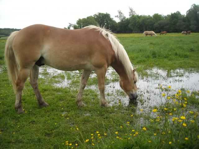 Matt Nath Voilac l'haflinger des Daltons... 593663DSCN9843