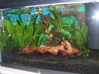 Mon premier aquarium , 50l ! 611331SV104856