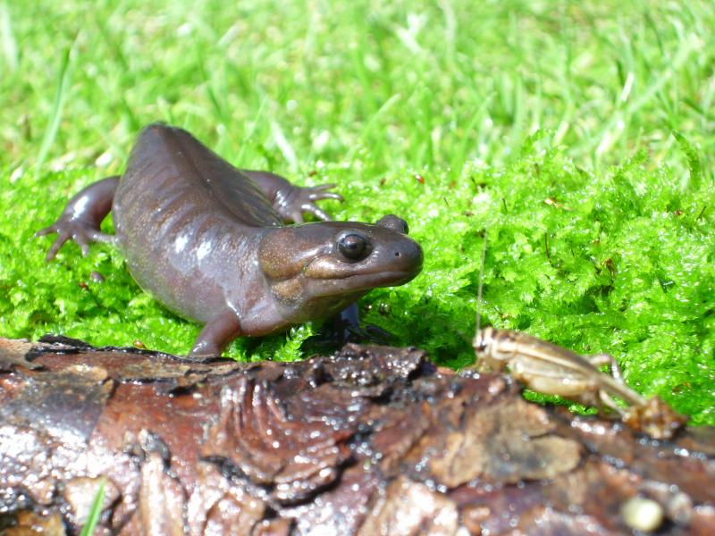 ambystoma 624276SL702499