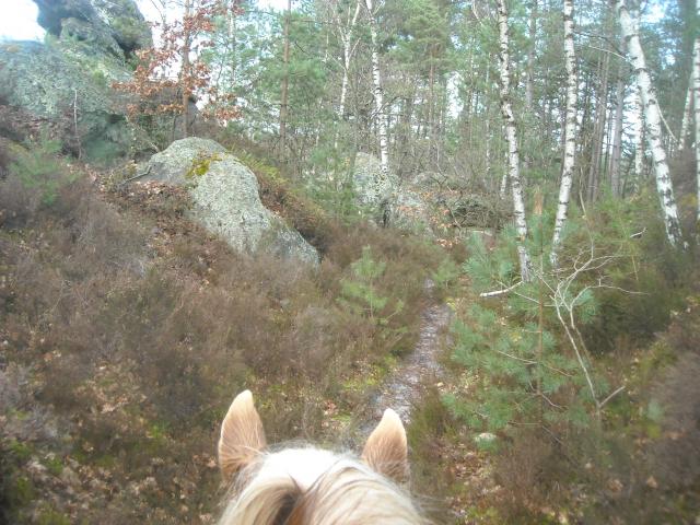 Balade de 2h - Milly la Forêt - Chapeau de Napoléon 62549DSCN9519