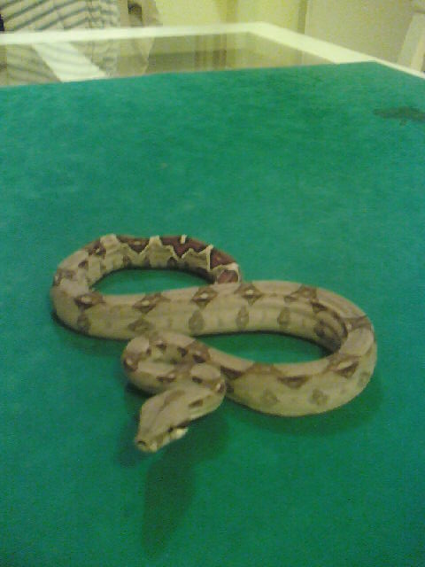 boa constrictor imperator 626365090611_002912