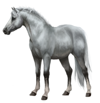 L'Elevage Lovely Devil 648961Poney_Exterieur_Gris