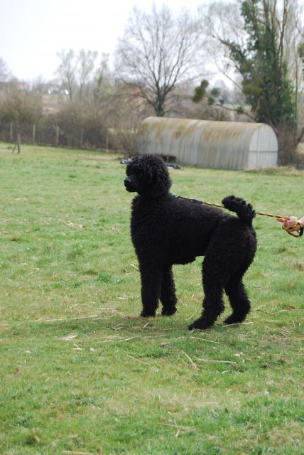 DAIA (Caniche royal) 66111DSC_1053