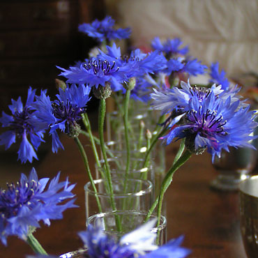 Les fleurs - Page 4 666791bleuet_bouquet