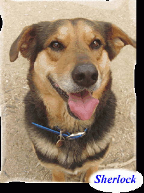 Urgent - SHERLOCK - x berger 11 ans (6 ans de refuge)  Refuge de Brignoles (83) 696740sherlock_xba