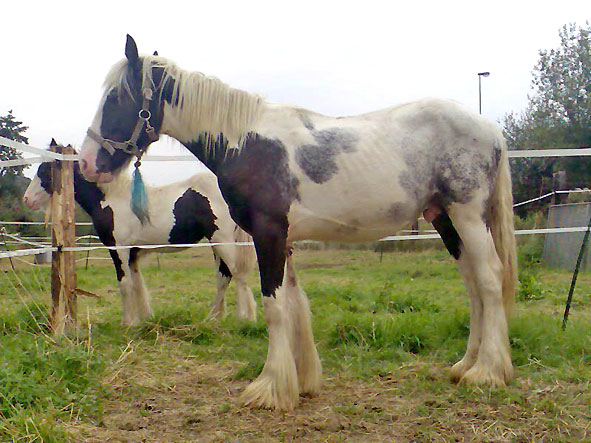 Vos irish cob importés de l'étranger - Page 2 707640Neal_arrivee