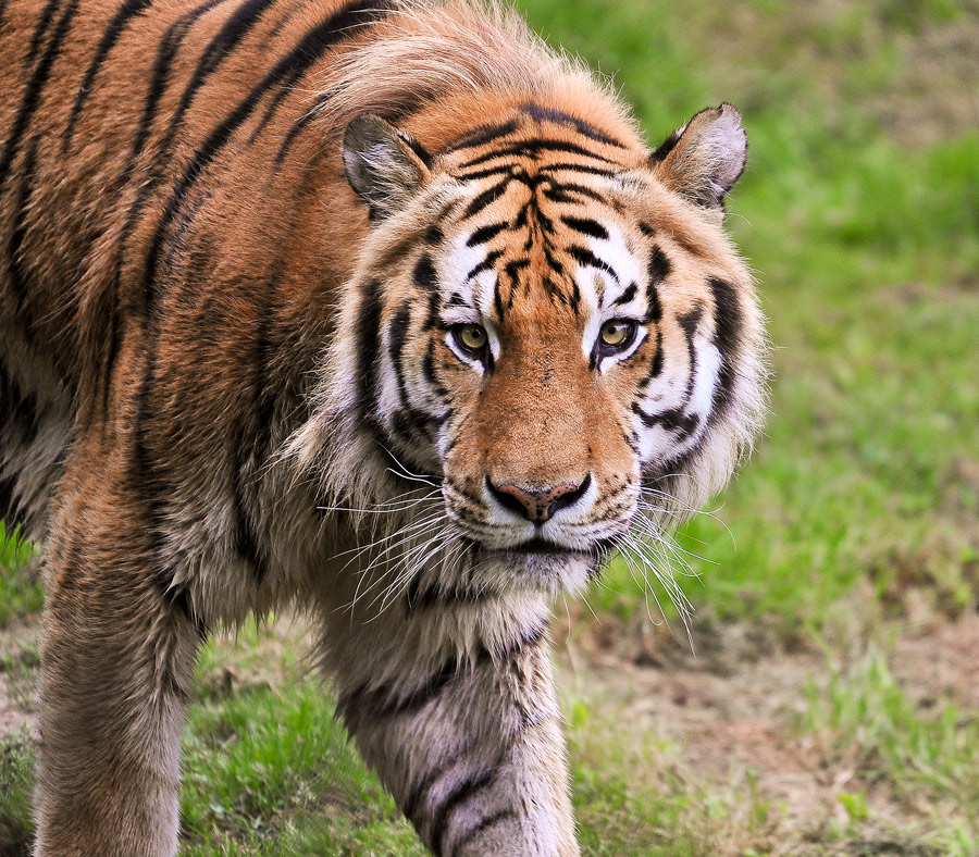 Sortie Animaux au Zoo d'Olmen le 16 août - Les photos 732175PIE_2756belux