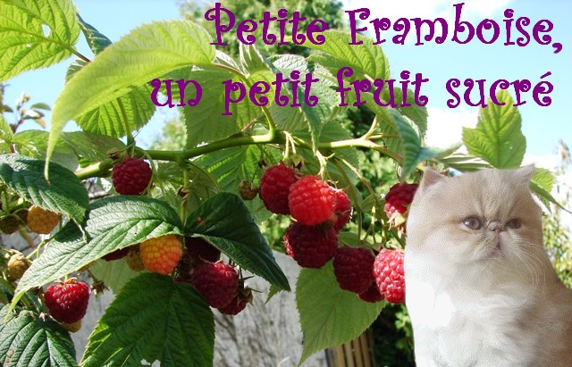 Atelier de Luny 770392Petite_Framboise