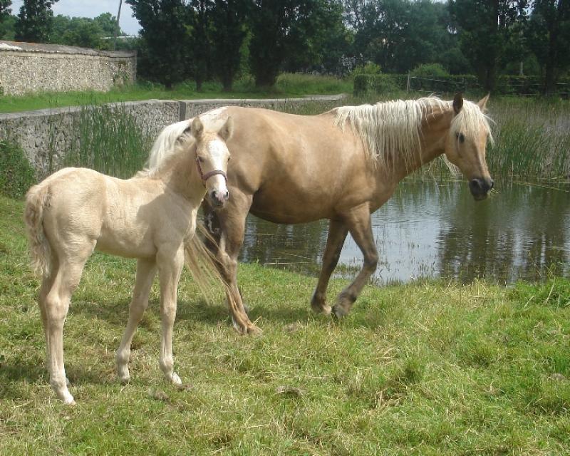 POULICHE PALOMINO IBERIQUE PP CS (Tarif préférentiel avant sevrage) 794730Vaidosa4