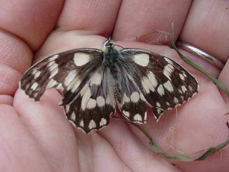 Les papillons 806026MVC_678F_Demi_deuil_Melanargia_galathea