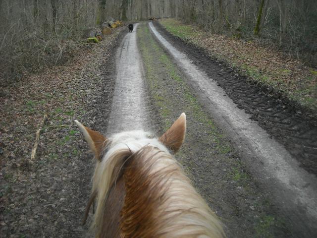 Balade de 2h - Milly la Forêt - Chapeau de Napoléon 818965DSCN9526