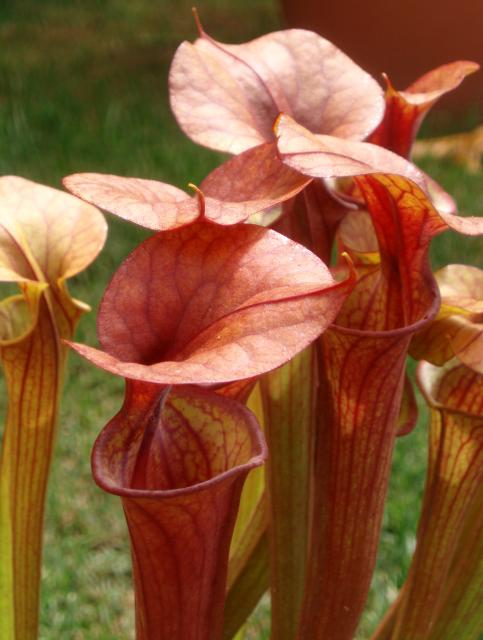 Sarracenia strikes back 824088P6170632